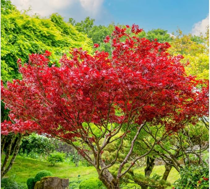 Red Japanese Maple - Live Plant 2-3 feet Tall - Deep Red Leaves