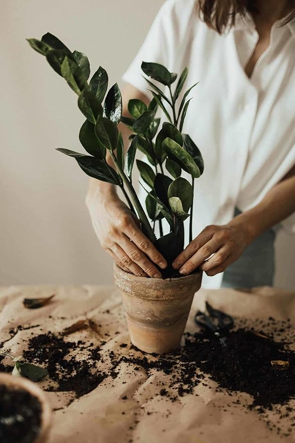 Zamioculcas Potting Mix - Promote Strong Roots and Captivating Foliage with Our Premium Blend - 4 QUART