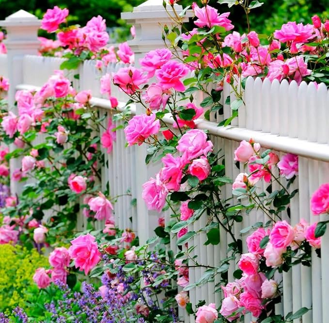 100pcs Pink Climbing Rose Vine Seeds - Amazing Growth and Beautiful Roses - Perennial Heirloom Non-GMO Outdoor