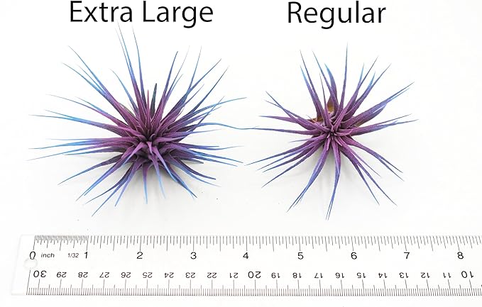 Dyed Tillandsia Ionantha Guatemala Enhanced Colored Colorful Air Plant Live Easy Care Indoor Outdoor Home Decor Gift Airplant by Awesome Industries Live Arrival Guaranteed (Red)