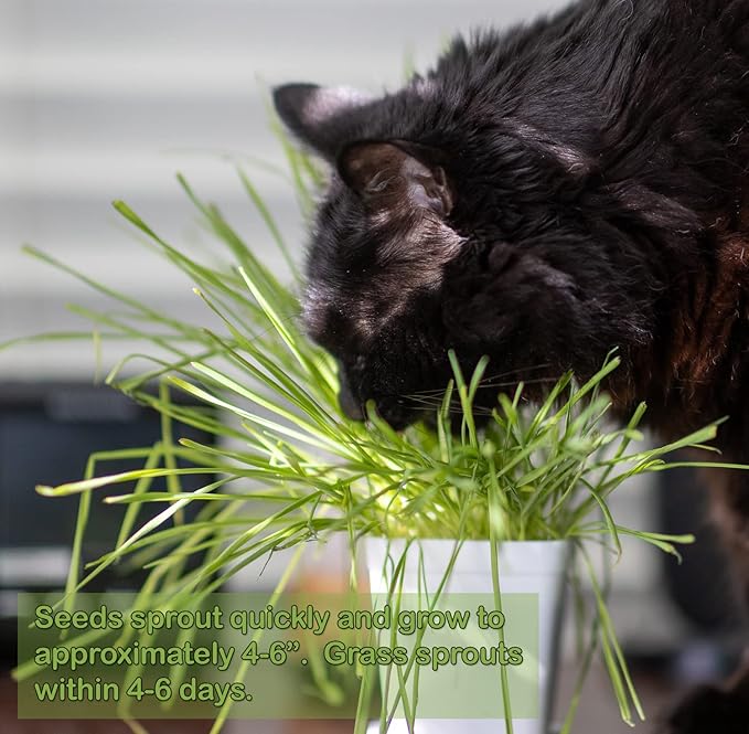 Cat Grass Refill Kit, Includes Seeds and Peat Soil Pellets, 3 Pack, Certified Organic (3 Seed Packs)