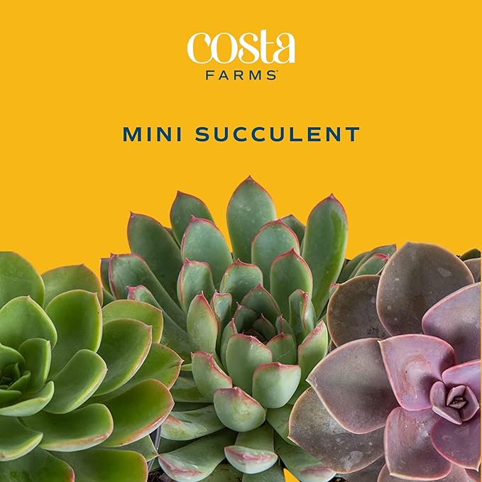 Costa Farms Succulent Plant, Live Indoor Plant Mini Succulent in Cute Decor Plant Pot, Potting Soil Mix, Grower's Choice, Valentine's Day Gift, Valentine Decor, Room Decor, 2-Inches Tall