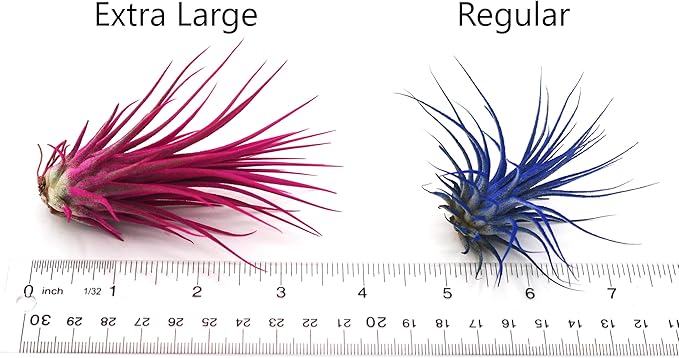Dyed Tillandsia Ionantha Guatemala Enhanced Colored Colorful Air Plant Live Easy Care Indoor Outdoor Home Decor Gift Airplant by Awesome Industries Live Arrival Guaranteed (Moonbeam)