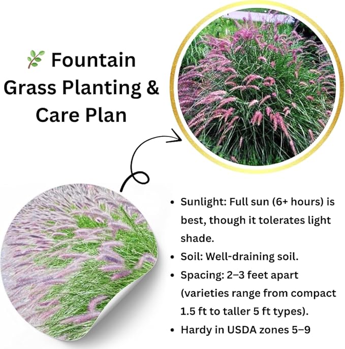 Pack 3 Fountain Grass Plants Live, 5-9 Inch Tall, Ornamental Grasses Live Plants Perennial, Well-Rooted Perennial Grass Clumps (Pink Rose Fountain Grass)