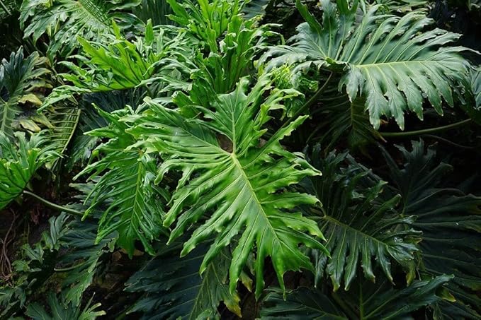 Split Leaf Philodendron Soil Mix - Expertly Formulated for Strong Root Development - 2 Quart