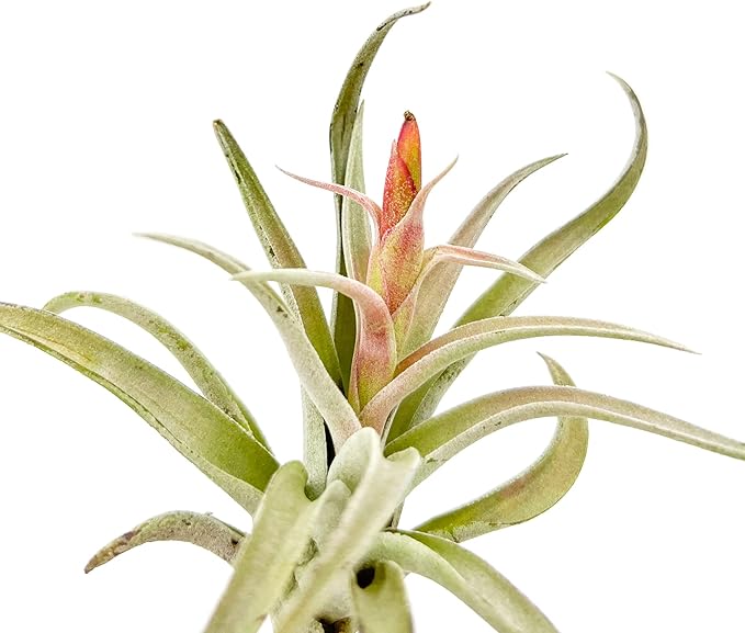 Air Plants - Flowering Tillandsia Harrisii, Large 3-5" - 1ct - Live Arrival Guaranteed - House Plants for Home Decor & Gift