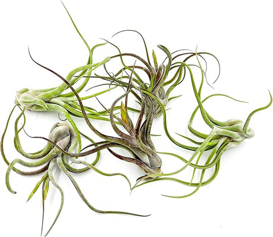 Air Plants - Flowering Tillandsia Caput Medusae, Large 5-7" - 5ct - Live Arrival Guaranteed - House Plants for Home Decor & Gift
