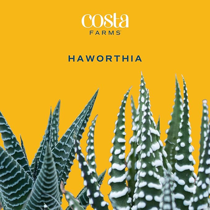 Costa Farms Haworthia Live Plant, Succulent Houseplant in Cute Decor Succulents Plant Pot, Potting Soil, Live Plants Desk Décor, Birthday, Valentine's Day Gift, Small Tabletop Size, Room Décor