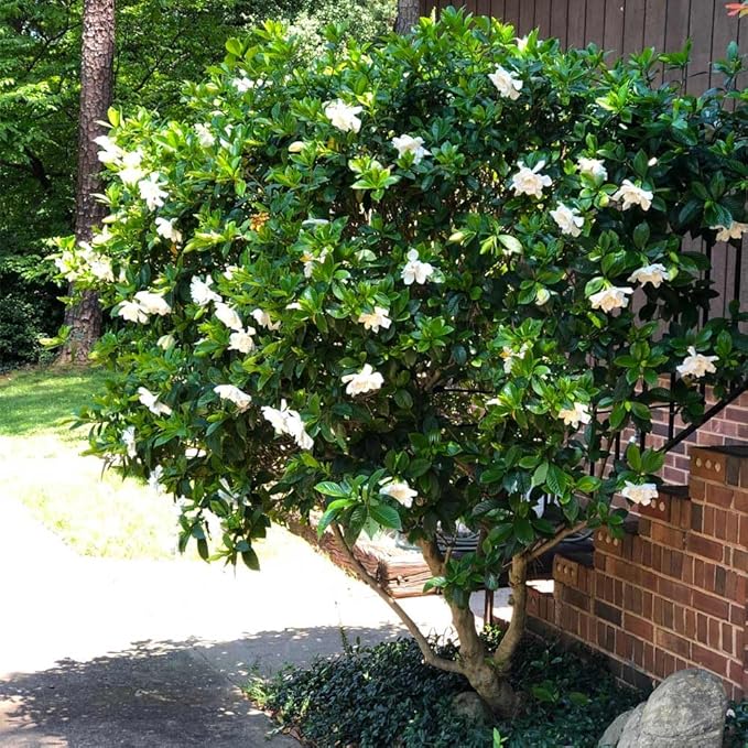 Gardenia Veitchii - Everblooming - Gardenia Jasminoides. Fragrant Evergreen Shrub with Glossy Foliage and Pure White Blooms, Perfect for Pots, Borders, or Gardens (2 Gardenia Veitchii Plants in Cup)