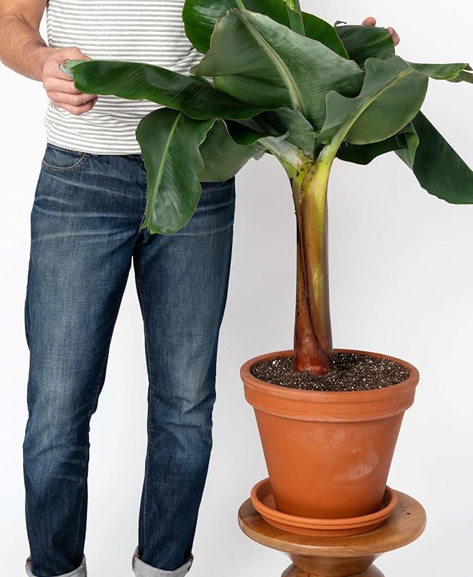 Banana Tree Potting Mix - Premium Quality Blend for Superior Banana Tree Health and Resilience - Promotes Strong Root Growth and Disease Resistance (4 Quart)
