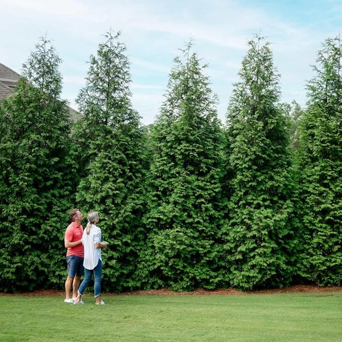 Brighter Blooms - Thuja Green Giant, 1-2 Feet - Live Plant - No Shipping to AK, AZ, HI, OR