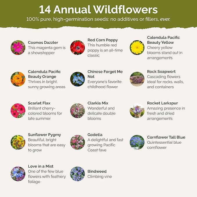 Eden Brothers Fairytale Flower Mixed Seeds for Planting, 1/4 lb, 120,000+ Seeds with Calendula, Cosmos Dazzler, Cornflower, Attracts Pollinators, Plant in Spring or Fall, Zones 3, 4, 5, 6, 7, 8, 9, 10