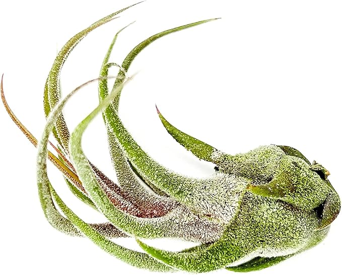 Air Plants - Tillandsia Pruinosa, Large 3-5" - 5ct - Live Arrival Guaranteed - House Plants for Home Decor & Gift