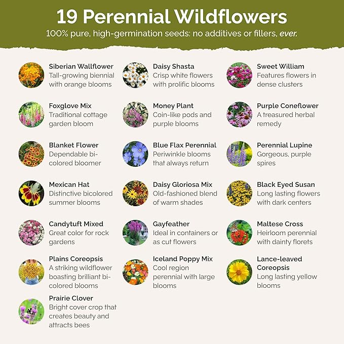Eden Brothers All Perennial Wildflower Mixed Seeds for Planting, 1 lb, 480,000+ Seeds with Lupine, Shasta Daisy | Attracts Pollinators, Plant in Spring or Fall, Zones 3, 4, 5, 6, 7, 8, 9, 10