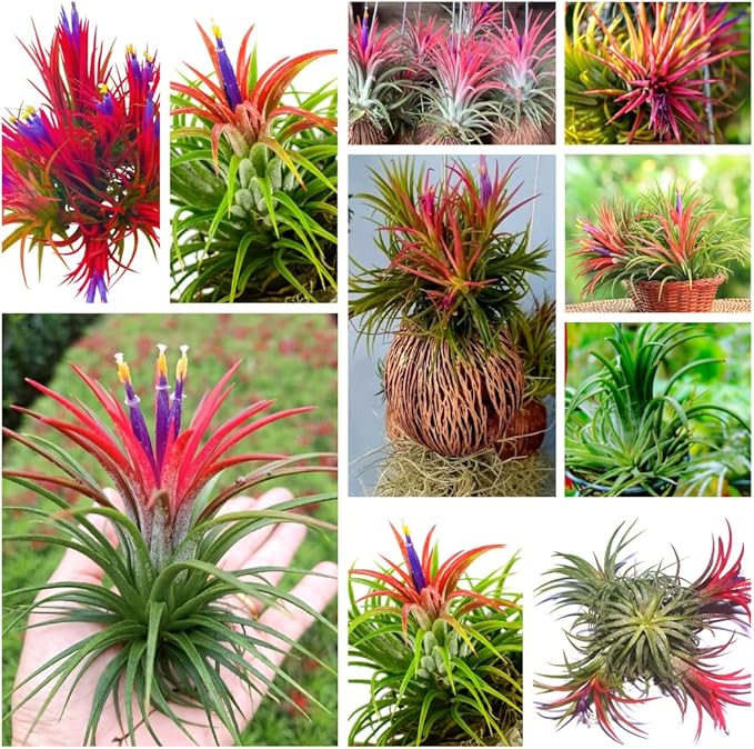 Air Plants, Tillandsia Air Plants Live Houseplants for Garden, 14 Red Lonantha Tillandsia Plant, Air Plant for Planting, 2 to 3 Inc Long