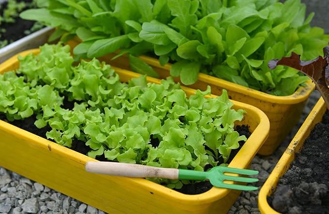 Premium Potting Soil Blend for Lettuce Iceberg - The Ultimate Mix for Healthy, Vibrant, and Crisp Lettuce - 1 Quart