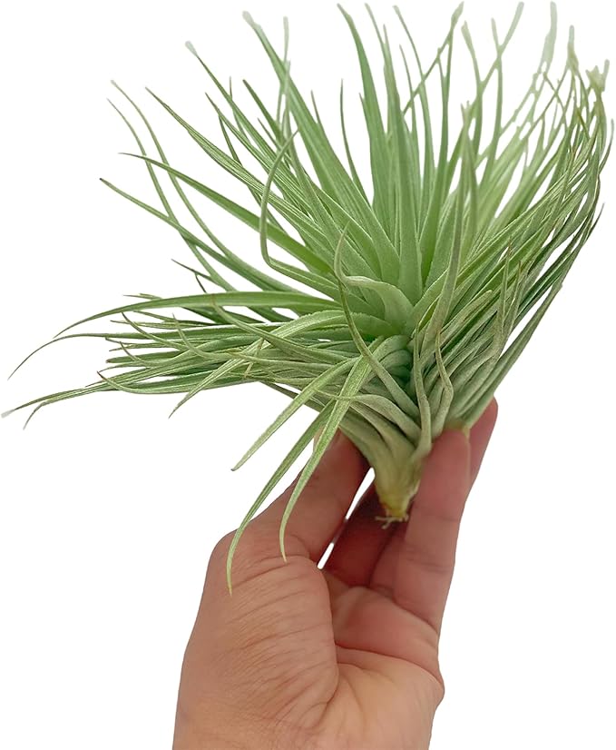 Air Plants - Flowering Tillandsia Rose BAER, Large 5" - 3ct - Live Arrival Guaranteed - House Plants for Home Decor & Gift