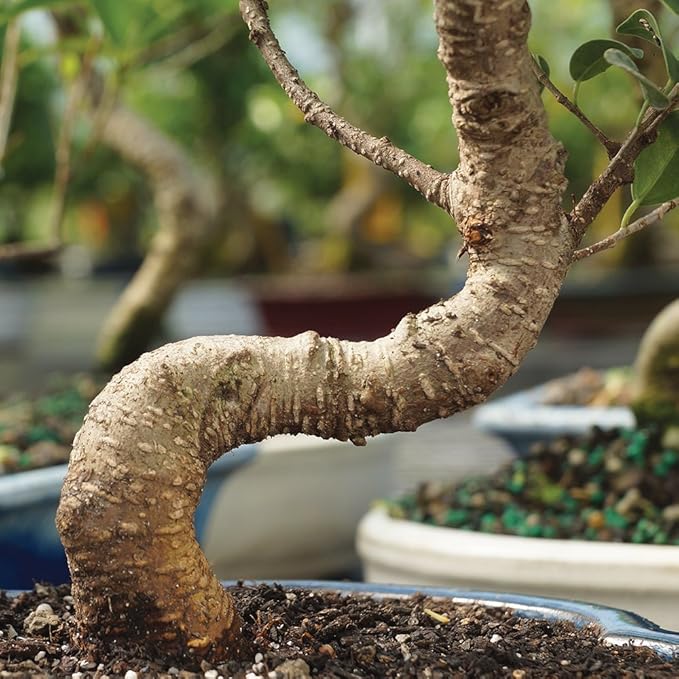 Brussel's Bonsai Live Golden Gate Ficus Indoor Bonsai Tree - Small, 4 Years Old, 5 to 8 In - Live Bonsai Tree in Ceramic Bonsai Pot with Humidity Tray