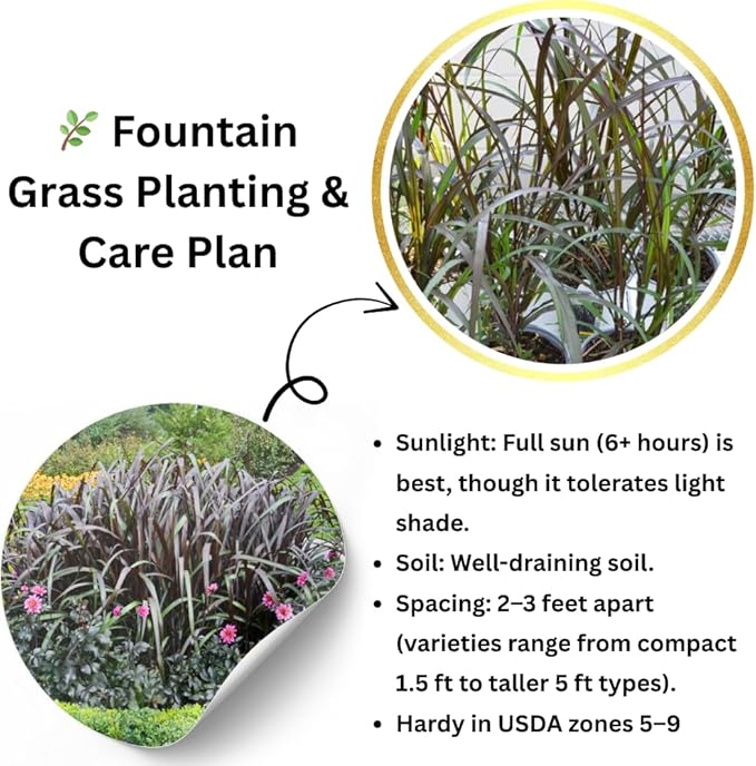 Pack 3 Fountain Grass Plants Live, 5-9 Inch Tall, Ornamental Grasses Live Plants Perennial, Well-Rooted Perennial Grass Clumps (Black Fountain Grass)