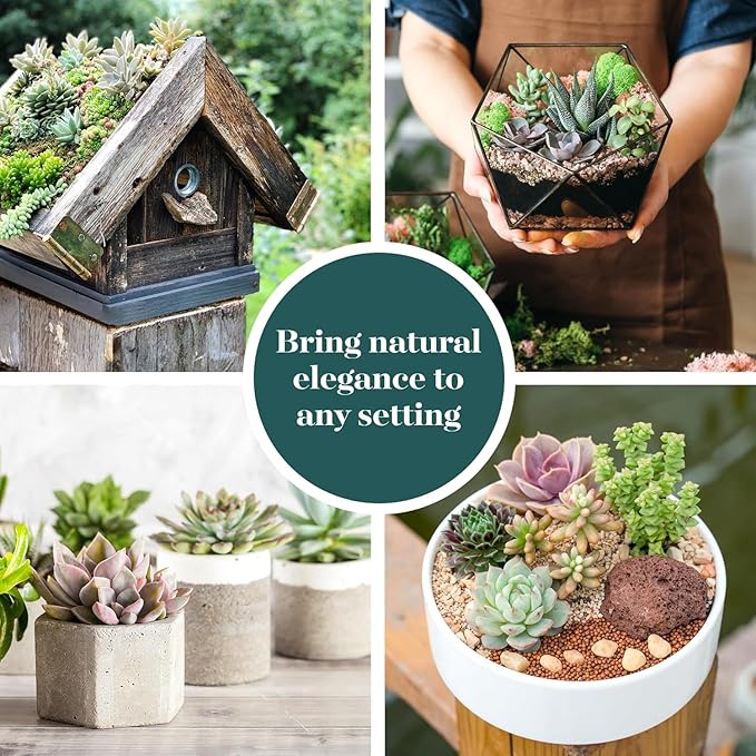 Shop Succulents Assorted Succulent Plant Pack Bulk Collection - Live Mini Succulent Plants, Low Maintenance, Mixture of Colors & Textures - Wedding and Party Favors, Gift & Garden, Pack of 20