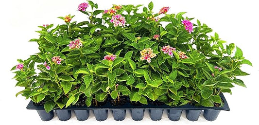 Lantana Confetti | 3 Live Plants | Lantana Camara | Colorful Garden Shrub | Drought Tolerant Perennial Plants