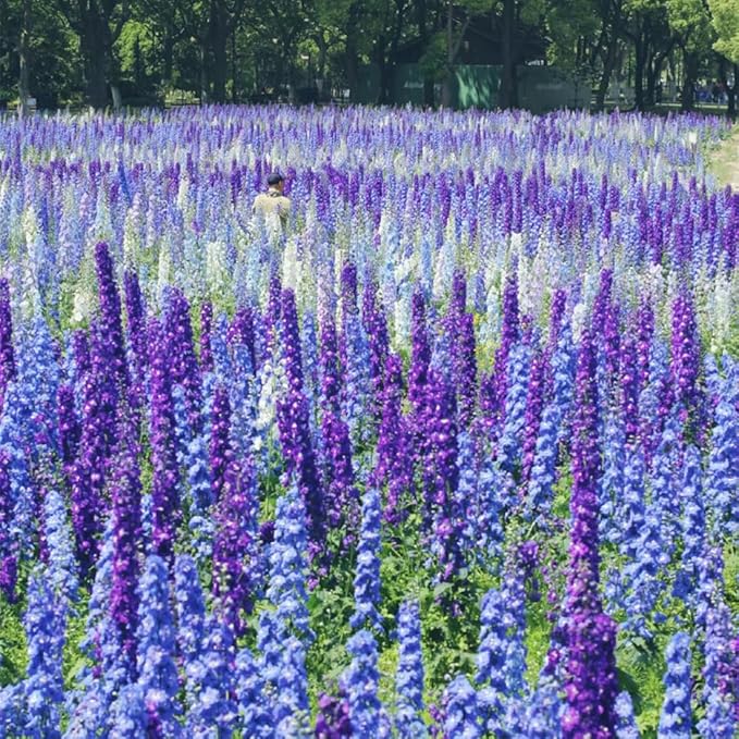 Consolida Ajacis Larkspur Flower Seeds Pack of 500+ Flower Seeds for Planting