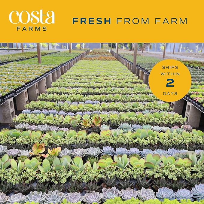 Costa Farms Live Indoor Plant Hoya Heart, Easy to Grow Succulent-Like Houseplant in Cute Decor Planter, Housewarming Gift, Office or Room Decor, 5-Inches Tall