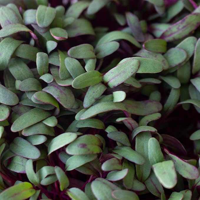 Beet Seeds - Red Round - 25 Lb Bulk ~600,000 Seeds - Beta vulgaris - Microgreens Seed - Non-GMO, Heirloom, Open Pollinated, Annual