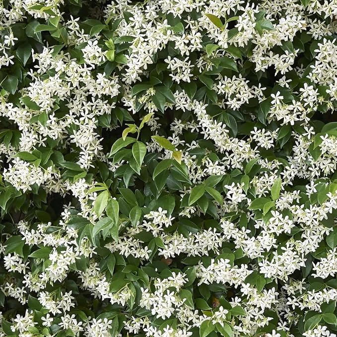 Star Jasmine/Confederate Jasmine - Trachelospermum Jasminoides. Live. Fragrant Flowers. (2 Plants in Sac)
