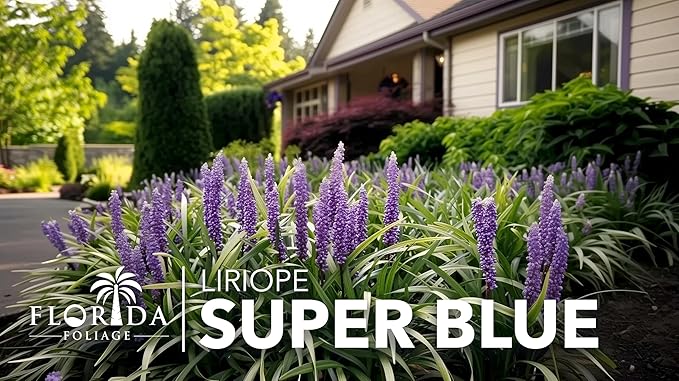 Liriope Super Blue | 10 Live 4 Inch Plants | Liriope muscari 'Super Blue' | Ornamental Ground Cover Plants | Shade-Tolerant Landscaping Perennial