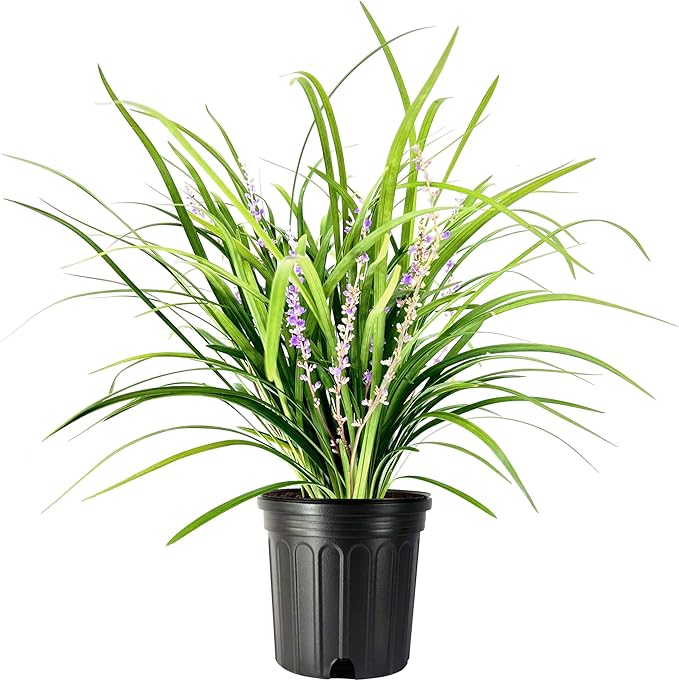 Liriope Super Blue | 3 Large Gallon Size Plants | Liriope muscari 'Super Blue' | Ornamental Ground Cover Plants | Shade-Tolerant Landscaping Perennial