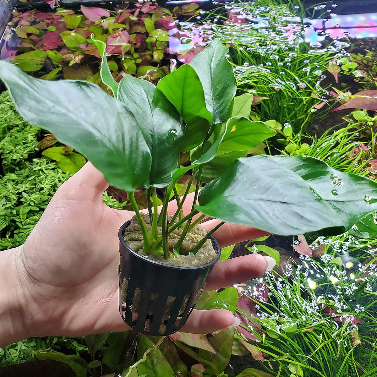 Anubias Live Aquarium Plants - Potted Freshwater Plant for Fish Tanks, Terrariums - Beginner Friendly Low Light (Barteri, 1 Pot)