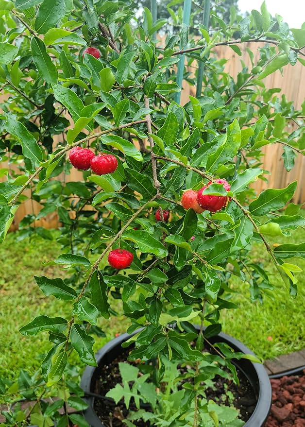 Barbados Cherry Plant Potting Mix - Unlock Robust Growth and Zesty Fruits with Our High-Performance Formula - 20 Quart