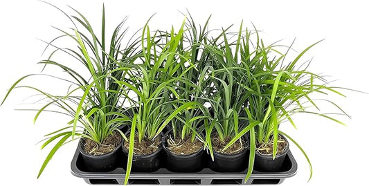 Liriope Super Blue | 5 Live 4 Inch Plants | Liriope muscari 'Super Blue' | Ornamental Ground Cover Plants | Shade-Tolerant Landscaping Perennial