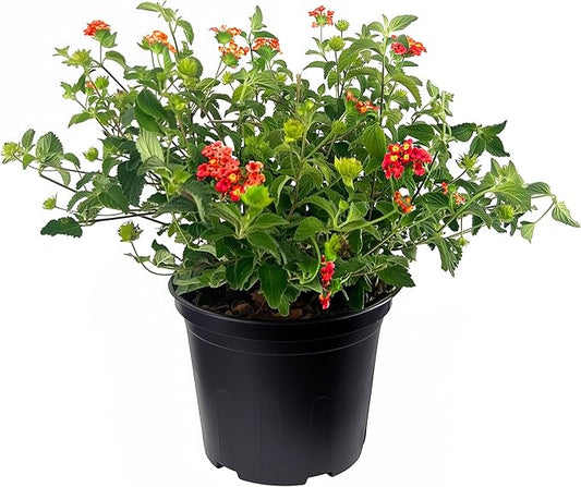 Lantana Dallas Red | 1 Large Gallon Size Plant | Lantana Camara | Flowering Perennial | Garden Colorful Bloom | Hardy Outdoor Decor | Vibrant Red Flowers