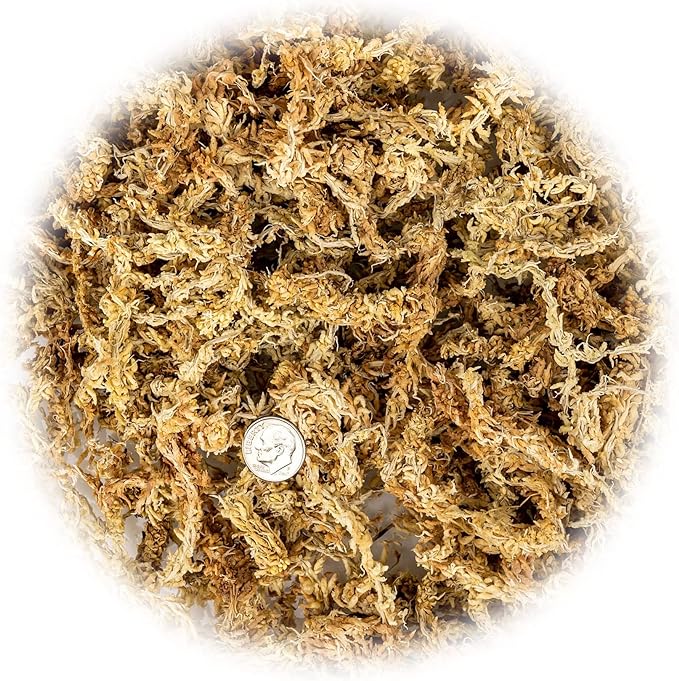 Premium Grade Sphagnum Moss by Gardenera - Organic Hand Mixed New Zealand Long Fibered Sphagnum Moss Orchid - 2 Quart