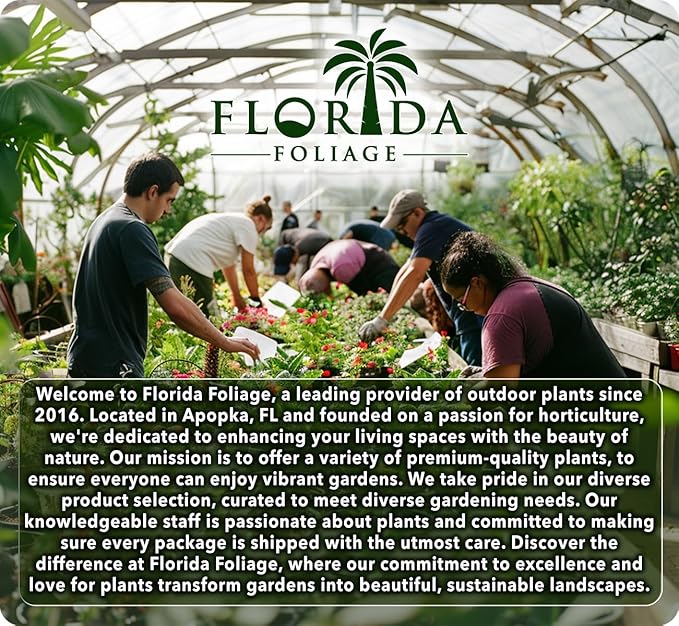 Orange Bird of Paradise | Strelitzia Reginae | 10 Live Plants | Tropical Perennial Blooming Specimen