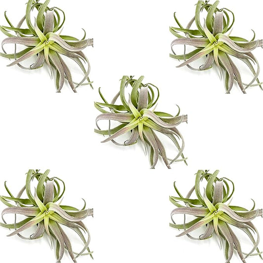 Air Plants - Tillandsia Cacticola, Jumbo 6-9" - 5ct - Live Arrival Guaranteed - House Plants for Home Decor & Gift