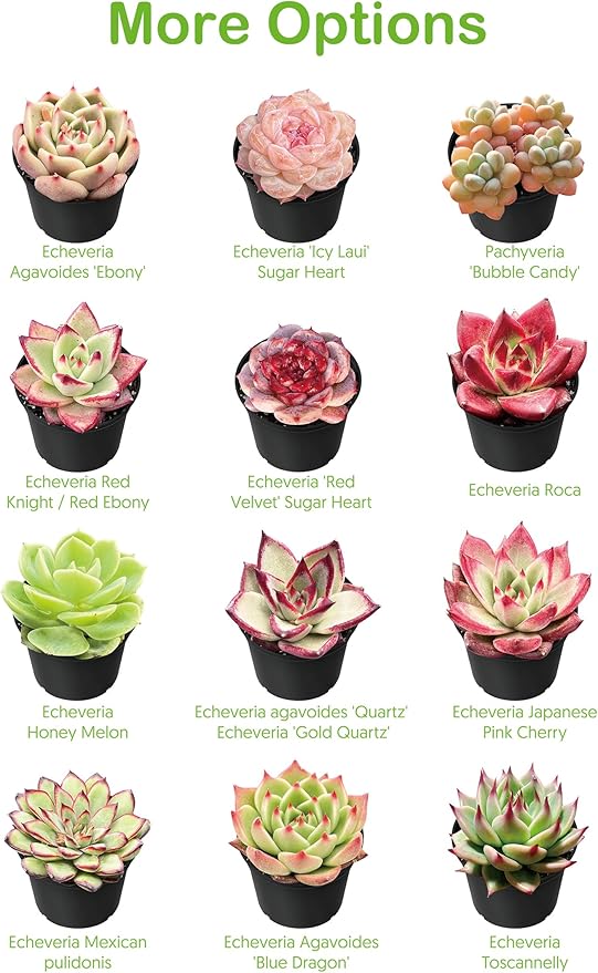 Live Succulent String of Pearls, Approx 2-inch Large, Potted Succulents, Fully Rooted, Easy Care House Plants