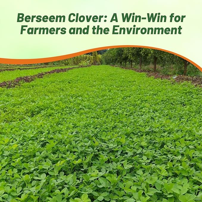 Outsidepride Annual Berseem Clover Seeds for Lawn - 50 lbs. High-Yield, Fast-Growing Clover Cover Crop Seeds for Food Plots, Cattle Forage & Nitrogen-Rich – Ideal for Pastures & Soil Improvement