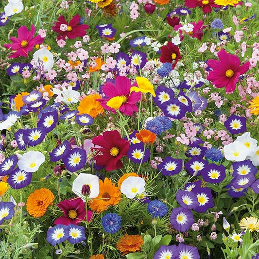 Eden Brothers Royal Meadow Flower Mixed Seeds for Planting, 5 lb, 2,400,000+ Seeds with Morning Glory, African Daisy | Attracts Pollinators, Plant in Spring or Fall, Zones 3, 4, 5, 6, 7, 8, 9, 10