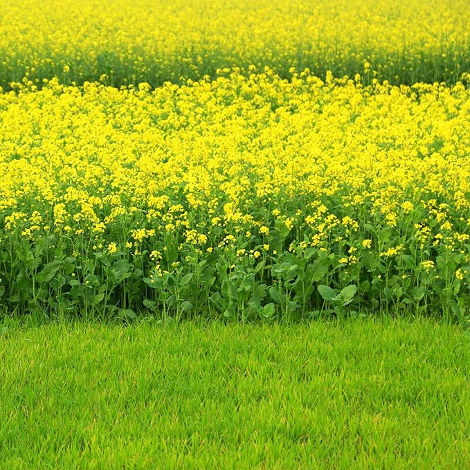 Outsidepride Black Mustard Seeds - 5000 Pcs Nutrient-Rich, Flavorful Annual Microgreen Seeds for Planting, Easy-to-Grow, Ideal for Indoor & Outdoor Cultivation, Soil & Hydroponic Systems