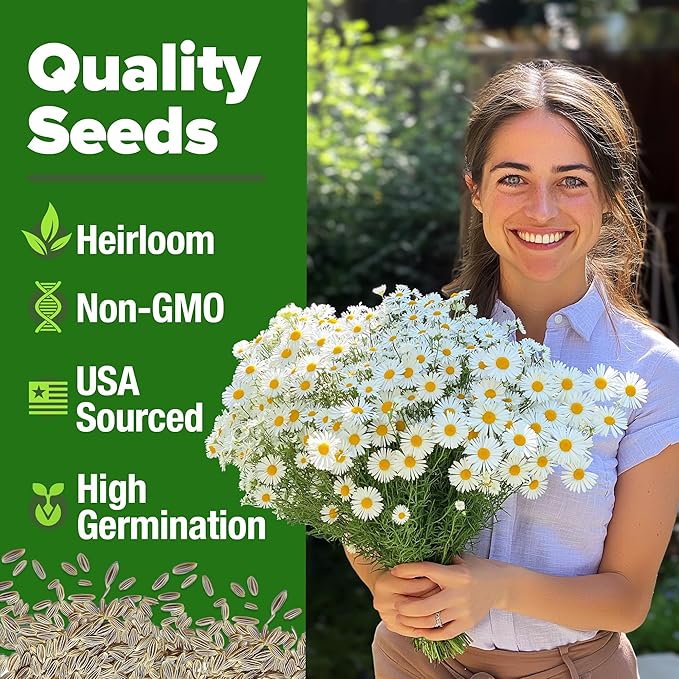 HOME GROWN 𝗨𝗦𝗔 𝗣𝗥𝗘𝗠𝗜𝗨𝗠 German Chamomile Seed Pack – 2,280 𝗡𝗢𝗡-𝗚𝗠𝗢 Heirloom Seeds for Planting for Sustainable Gardens and Soothing Medicinal Herbal Teas (Matricaria chamomilla)