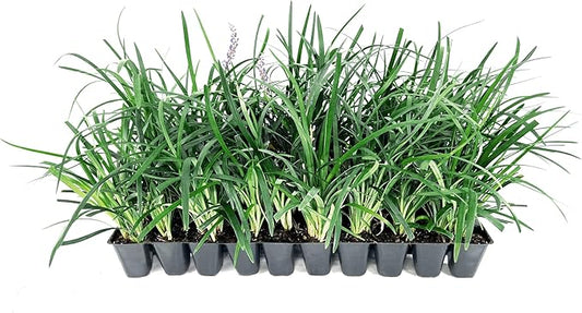 Liriope Super Blue | 40 Live Plants | Liriope muscari 'Super Blue' | Ornamental Ground Cover Plants | Shade-Tolerant Landscaping Perennial