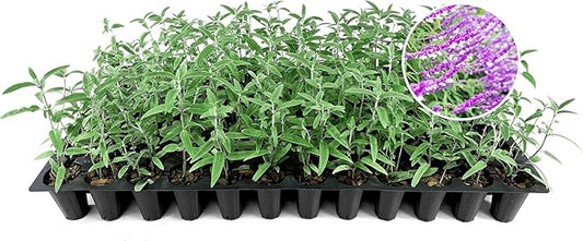 Salvia Mexican Sage Plants | 3 Live Seedlings | Salvia leucantha | Velvety Purple Flower Spikes | Drought Tolerant Landscape Perennial