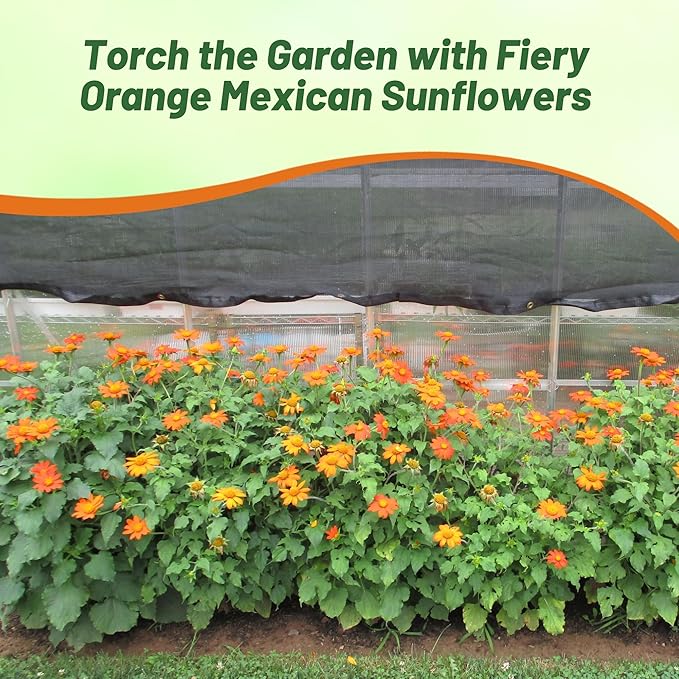 Outsidepride Goldfinger Mexican Sunflower Seeds - 500 Pcs Annual, Easy-to-Grow, Orange Tithonia Speciosa Flower Seeds w/Drought-Tolerant Blooms for Pollinator Gardens & Vibrant Summer Landscaping