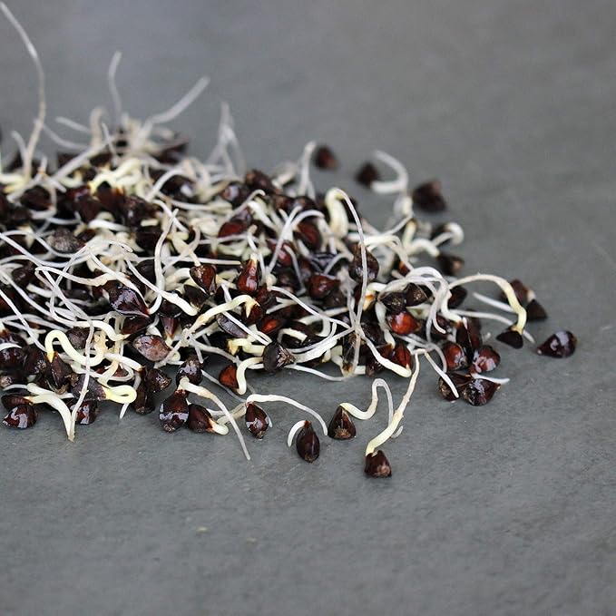 Buckwheat Seeds - 5 Lb ~60,000 Seeds - Organic, Non-GMO, Whole (Shell On) - Grow Buck Wheat Cover Crops, Microgreens, Lettuce
