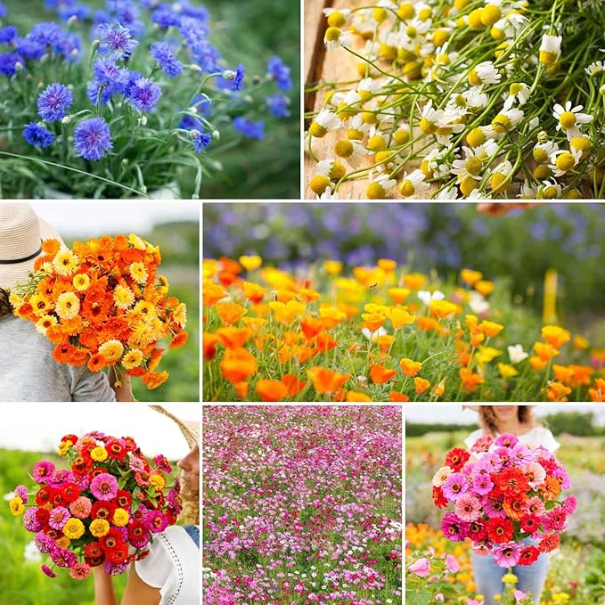 Eden Brothers Field Day Flower Mixed Seeds for Planting, 1 lb, 480,000+ Seeds with Zinnia Lilliput, Calendula Mix | Attracts Pollinators, Plant in Spring or Fall, Zones 3, 4, 5, 6, 7, 8, 9, 10