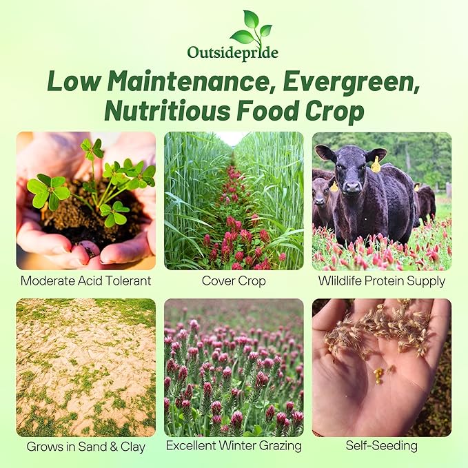 Outsidepride Crimson Clover Seeds - 40 lbs. Annual, Nitrocoated, & Inoculated Ground Cover Seeds, Ideal Clover Seed for Lawn, Cover Crop, Pasture, Hay, Green Manure & Wildlife Forage
