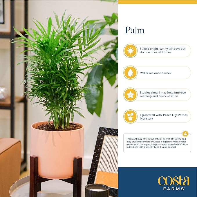 Costa Farms Cat Palm, Live Indoor Houseplant in Indoor Garden Plant Pot, Floor Plant Potted in Potting Soil, Housewarming Gift for New Home, Living Room, Office, Patio Palm Tree Decor, 3-4 Feet Tall